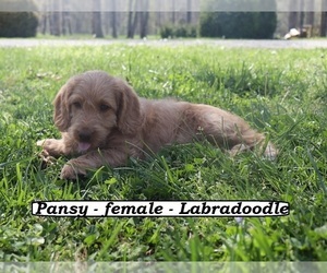 Miniature Labradoodle Dog for Adoption in CLARKRANGE, Tennessee USA