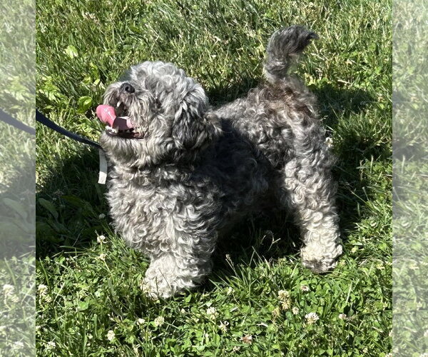 Medium Photo #2 Shih Tzu-Unknown Mix Puppy For Sale in Batavia, OH, USA