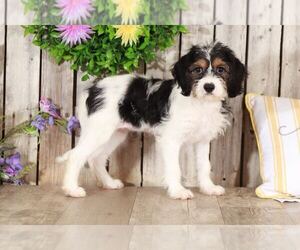 Cava-Tzu Puppy for sale in MOUNT VERNON, OH, USA