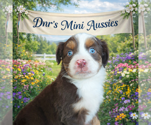 Medium Photo #1 Miniature Australian Shepherd Puppy For Sale in SALEM, AL, USA