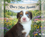 Small Miniature Australian Shepherd