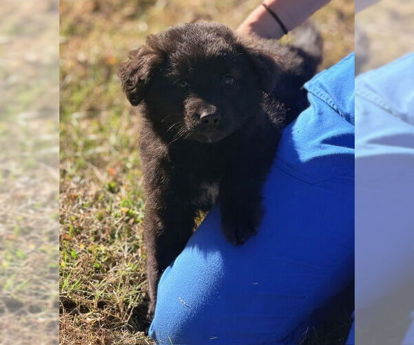 Medium Photo #1 Australian Shepherd-Unknown Mix Puppy For Sale in Raleigh, NC, USA