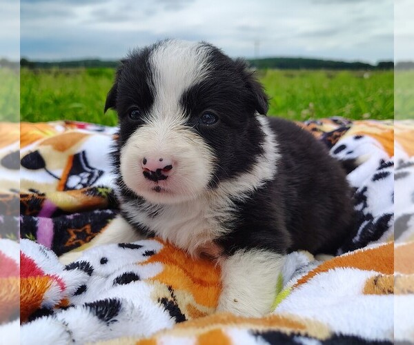 Medium Photo #113 Border Collie Puppy For Sale in NORBORNE, MO, USA