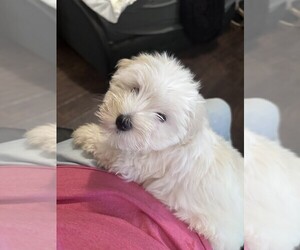 Schnauzer (Miniature) Puppy for sale in PARSONS, TN, USA
