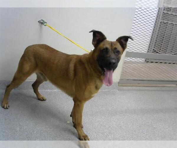 Medium Photo #1 German Shepherd Dog-Unknown Mix Puppy For Sale in Pasadena, TX, USA