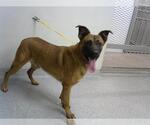 Small German Shepherd Dog Mix
