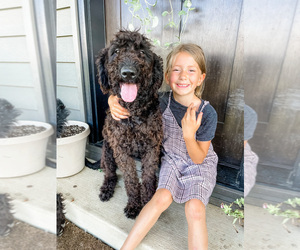 Golden Labrador-Poodle (Standard) Mix Puppy for sale in MILLERSBURG, OH, USA