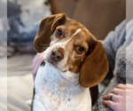 Small Photo #1 Beagle Puppy For Sale in Crystal , MN, USA