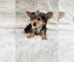 Small #2 Morkie
