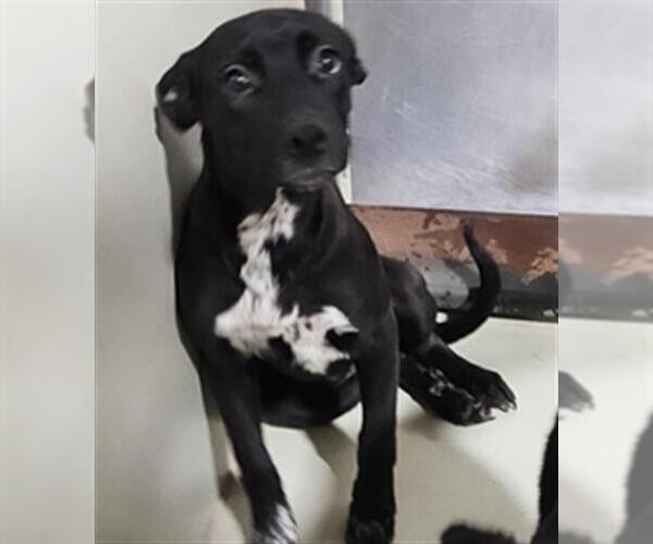 Medium Photo #1 Border Collie-Unknown Mix Puppy For Sale in Bakersfield, CA, USA