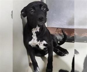 Border Collie-Unknown Mix Dogs for adoption in Bakersfield, CA, USA