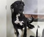 *CHARMY - Female Border Collie-Unknown Mix Dog for Adoption - Small photo