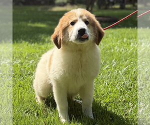 Great Pyrenees Dogs for adoption in Yardley, PA, USA