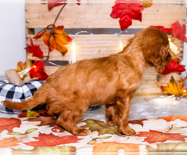 Medium Photo #31 Cavalier King Charles Spaniel Puppy For Sale in WAKARUSA, IN, USA