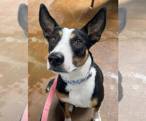 Australian Kelpie-Collie Mix Dogs for adoption in Tabernash, CO, USA