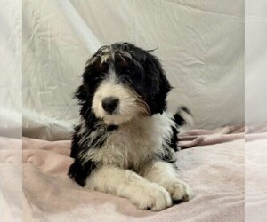 Bernedoodle Puppy for sale in FREDONIA, PA, USA