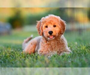 Goldendoodle (Miniature) Puppy for sale in HARTSELLE, AL, USA