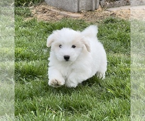 Cavapoo Puppy for sale in SUN PRAIRIE, WI, USA