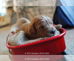 Small Photo #18 Goldendoodle Puppy For Sale in DENISON, TX, USA