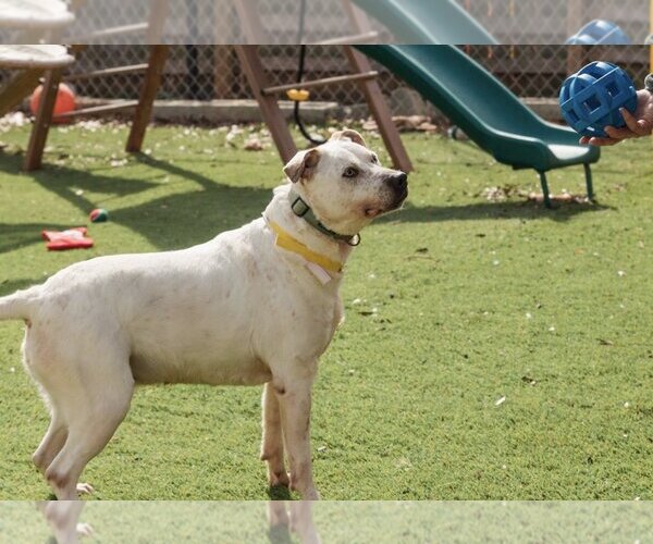 Medium Photo #4 American Bulldog Puppy For Sale in Mooresville, NC, USA