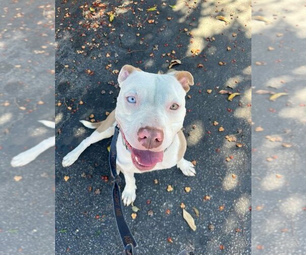 Medium Photo #11 American Staffordshire Terrier-Unknown Mix Puppy For Sale in Lake Forest, CA, USA