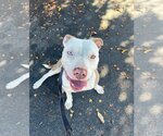 Small #10 American Staffordshire Terrier Mix