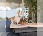 Small #3 Chihuahua