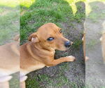 Small #10 Chihuahua Mix