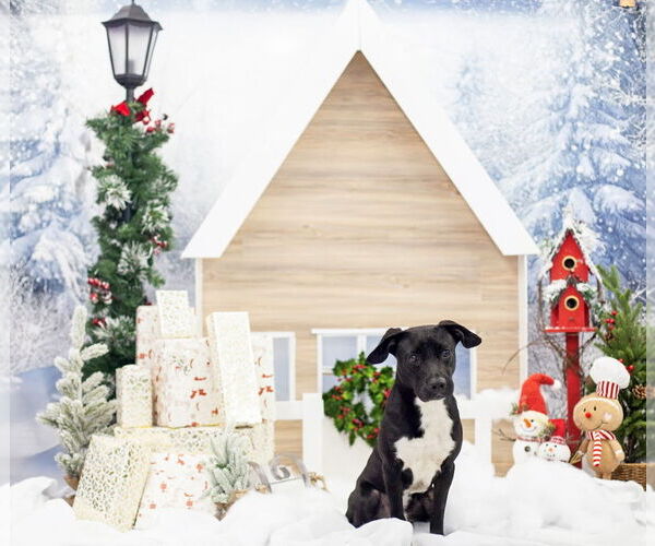 Medium Photo #15 Labrador Retriever-Unknown Mix Puppy For Sale in San Diego, CA, USA