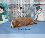 Small Photo #6 Cavapoo Puppy For Sale in CHANUTE, KS, USA
