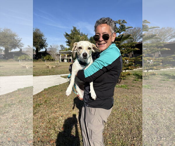 Medium Photo #3 Labbe Puppy For Sale in Sanford, FL, USA