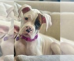 Puppy Spot Boxer