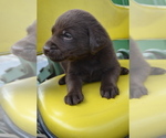 Small #1 Labrador Retriever
