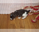 Small Photo #9 Labradoodle Puppy For Sale in GALION, OH, USA