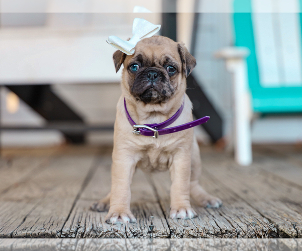 Medium Photo #1 Jug-Pug Mix Puppy For Sale in LIBERTY, KY, USA