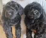 Small Photo #1 Labradoodle Puppy For Sale in BOILING SPRINGS, SC, USA