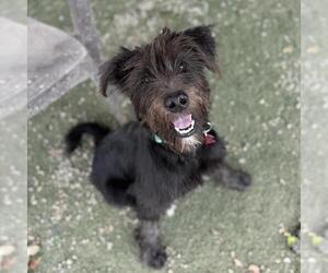 Poodle (Miniature)-Unknown Mix Dogs for adoption in San Diego, CA, USA