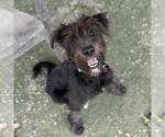 Wade - Male Poodle (Miniature)-Unknown Mix Dog for Adoption - Small photo