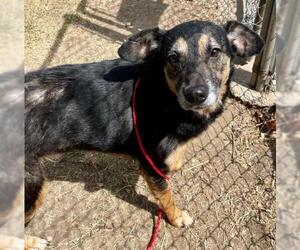 German Shepherd Dog-Unknown Mix Dogs for adoption in Tulsa, OK, USA