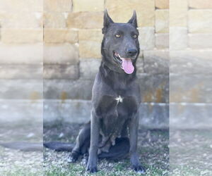Mutt Dogs for adoption in PIPE CREEK, TX, USA