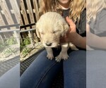 Puppy Puppy 5 Green Golden Retriever