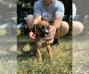 Medium Boxer
