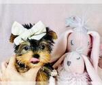 Small Photo #16 Yorkshire Terrier Puppy For Sale in WEST PALM BEACH, FL, USA