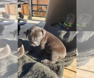Cane Corso Puppy for sale in TRINIDAD, CO, USA
