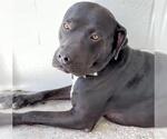 Small #1 American Pit Bull Terrier-Labrador Retriever Mix