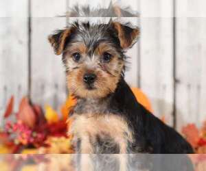 Yorkshire Terrier Puppy for sale in MOUNT VERNON, OH, USA