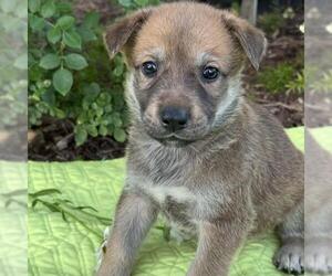 Labrador Retriever-Unknown Mix Dogs for adoption in San Diego, CA, USA