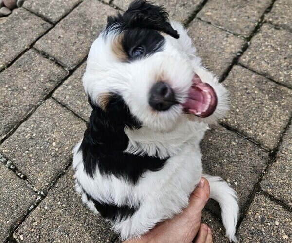 Medium Photo #5 Bernedoodle mix (+ Poodle Standard) Puppy For Sale in GREENCASTLE, PA, USA