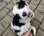 Small #4 Bernedoodle mix (+ Poodle Standard)