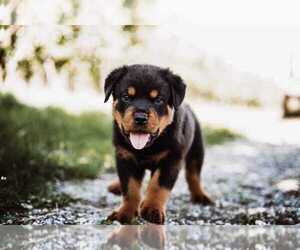 Rottweiler Puppy for sale in CITRUS HEIGHTS, CA, USA